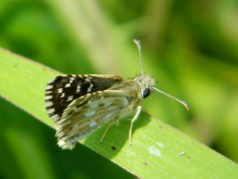 Pyrgus piccolo piccolo...  Pyrgus malvoides